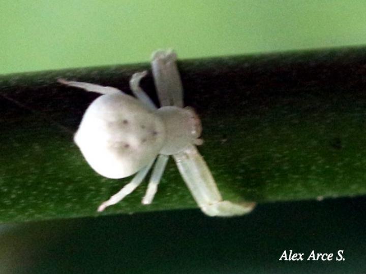 Misumena vatia (Araña cangrejo)