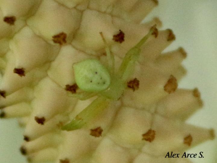 Misumena vatia (Araña cangrejo)