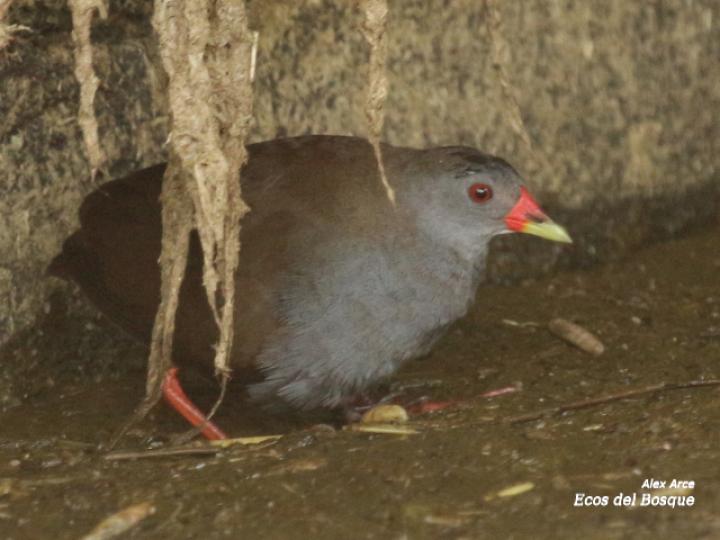   Neocrex erythrops (Polluela Piquirroja)