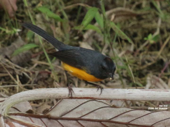 Myioborus miniatus (Candelita pechinegra)