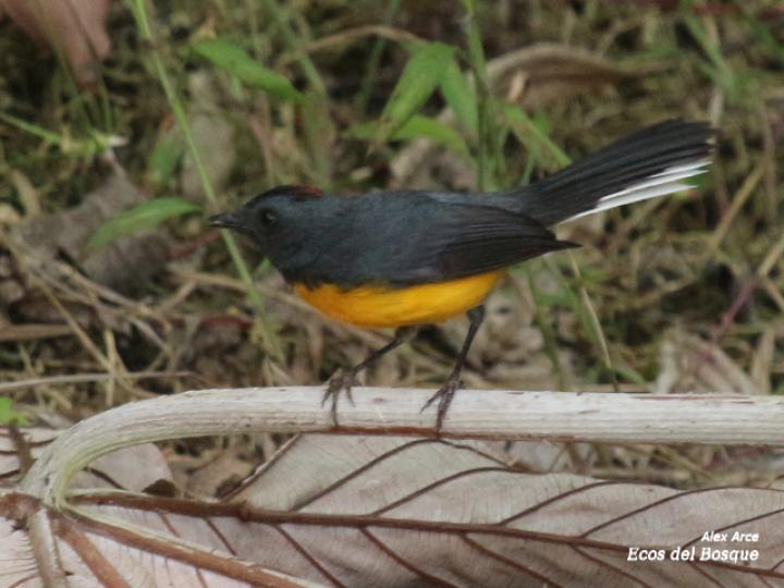 Myioborus miniatus (Candelita pechinegra)