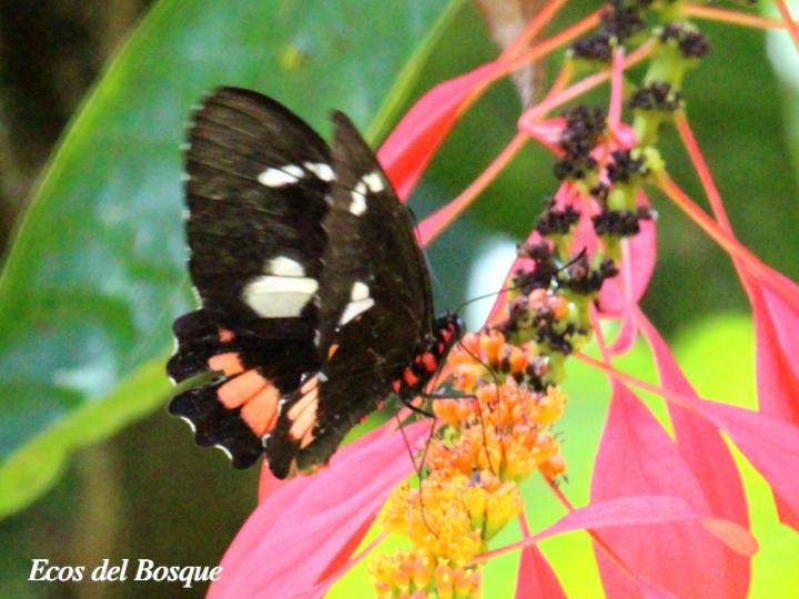 Parides childrenae childrenae (Corazón parche verde) Hembra
