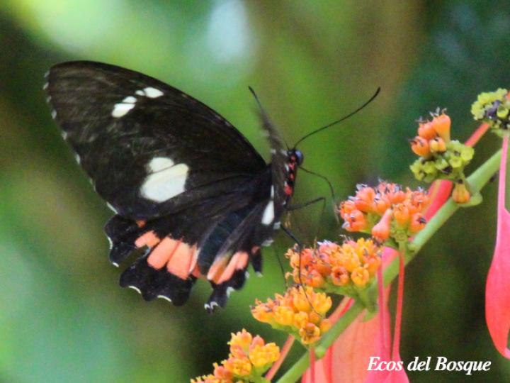 Parides childrenae childrenae (Corazón parche verde) Hembra