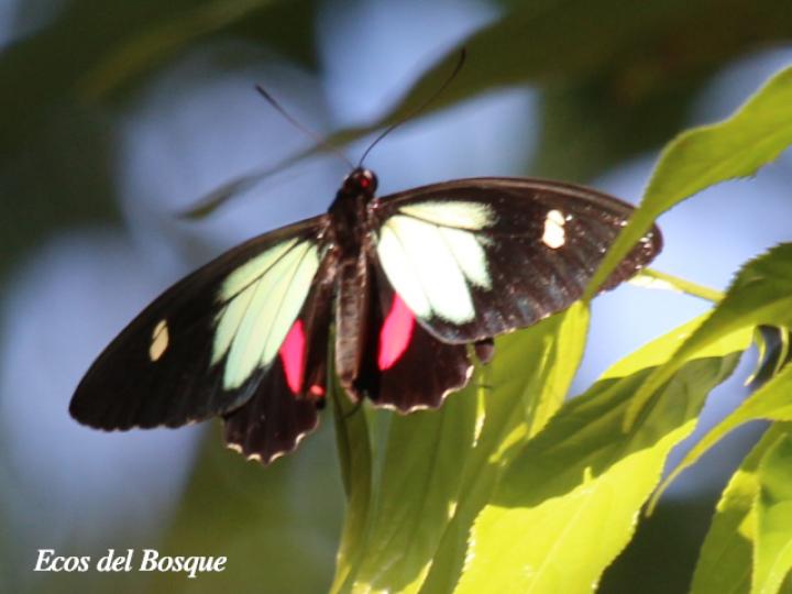 Parides childrenae childrenae (Corazón parche verde) Macho