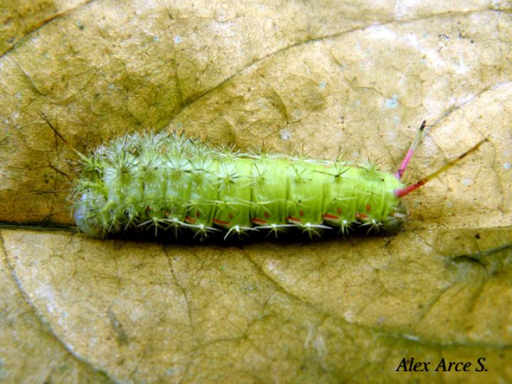 Periphoba arcaei Mariposa conejito) Larva