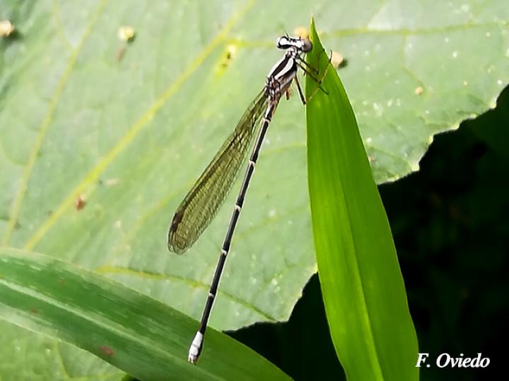 Perissolectes magdalenae (Libélula)