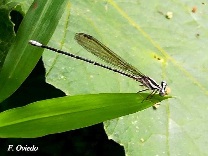 Perissolectes magdalenae (Libélula)