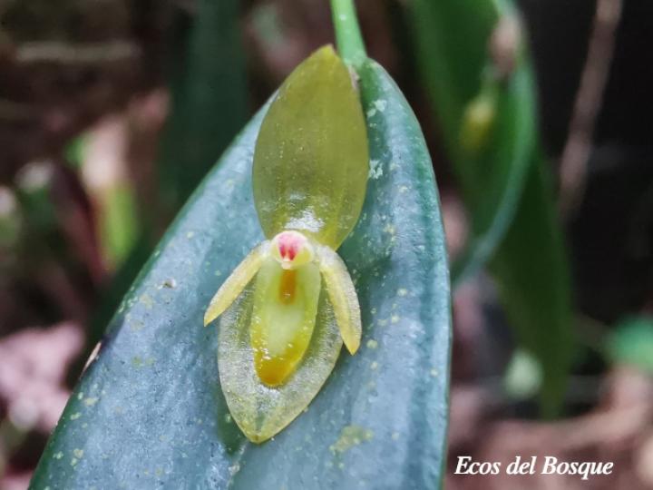 Pleurothallis discoidea