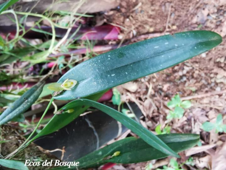 Pleurothallis discoidea