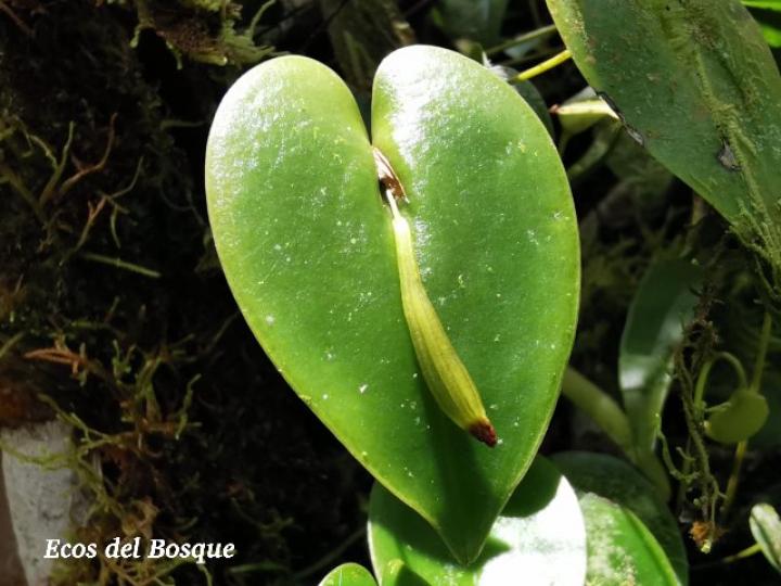 Pleurothallis phyllocardioides