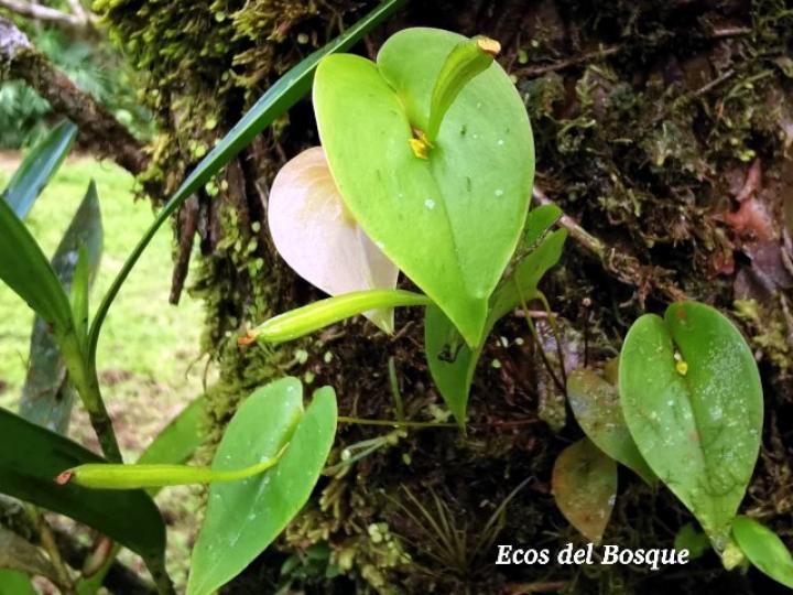 Pleurothallis phyllocardioides