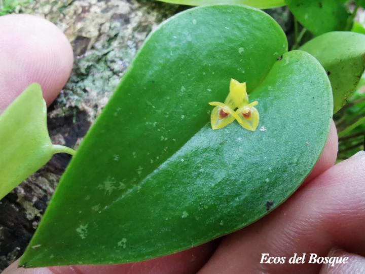 Pleurothallis phyllocardioides