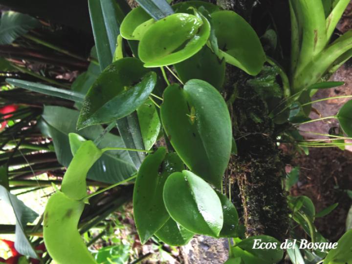 Pleurothallis phyllocardioides