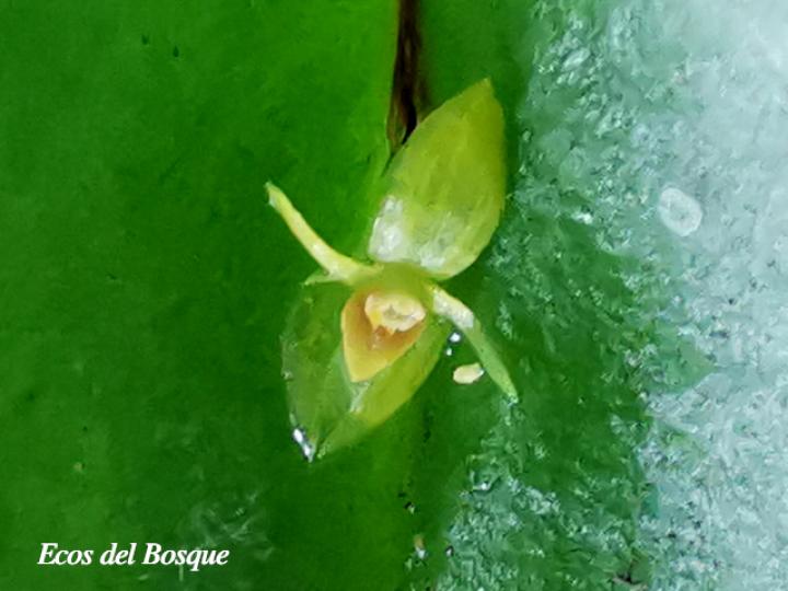 Pleurothallis phyllocardioides