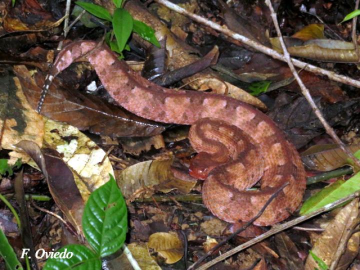 Porthidium nasutum (Tamagá)