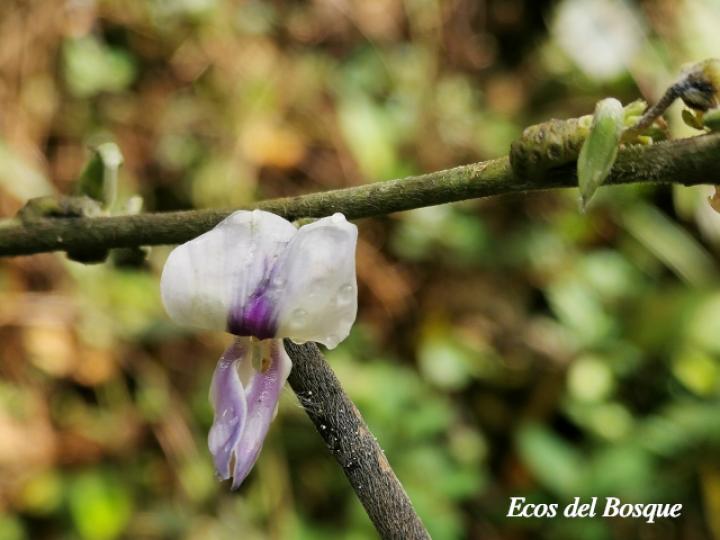 Pueraria phaseoloides (Kudzú)
