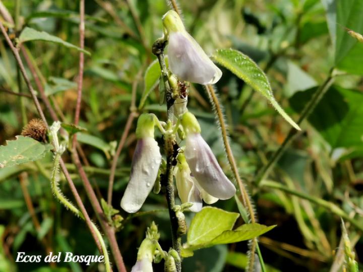 Pueraria phaseoloides (Kudzú)