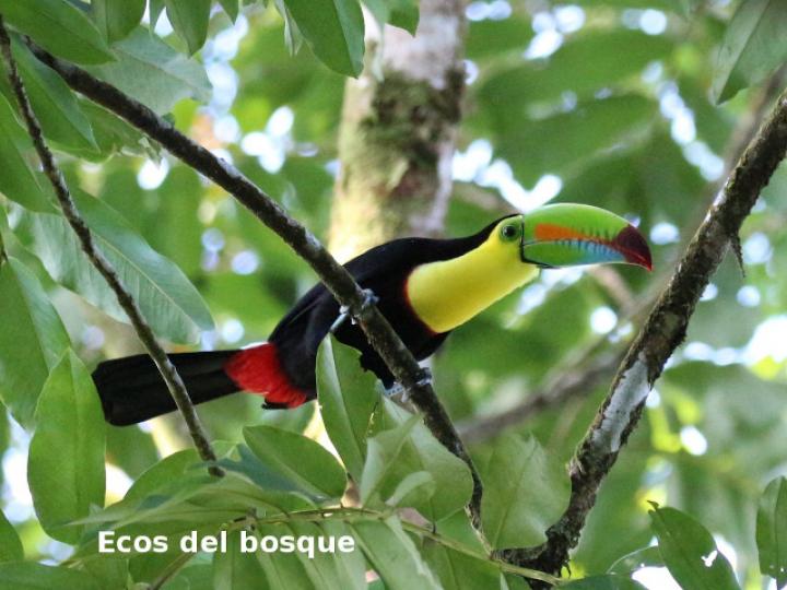 Ramphastos sulfuratus (Tucán pico iris)