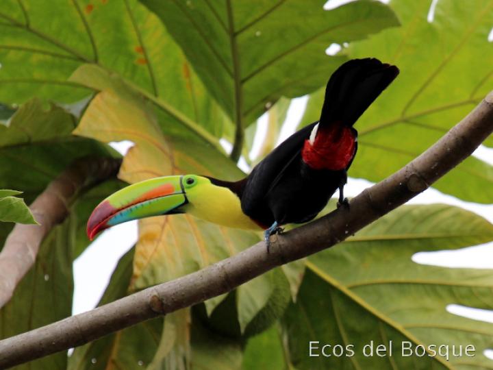 Ramphastos sulfuratus (Tucán pico iris)