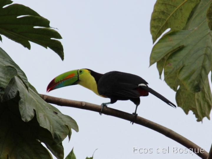 Ramphastos sulfuratus (Tucán pico iris)