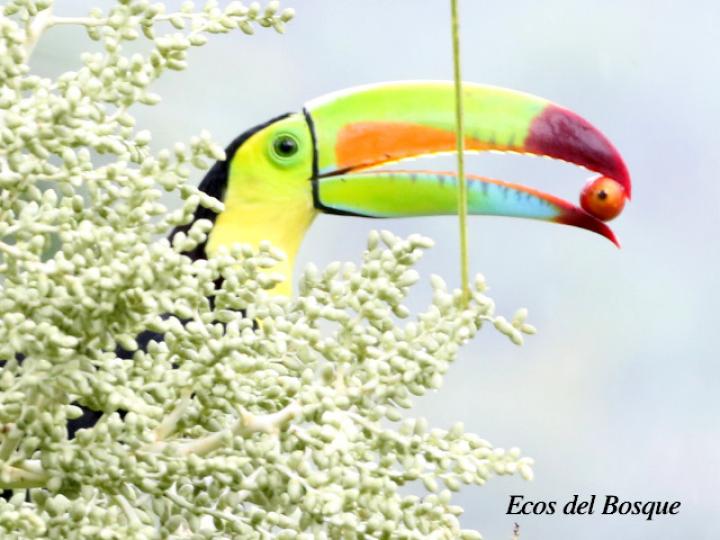 Ramphastos sulfuratus (Tucán pico iris)