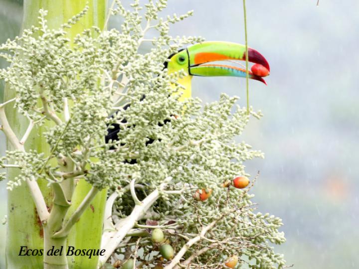 Ramphastos sulfuratus (Tucán pico iris)