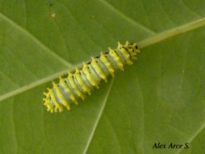 Rothschildia triloba, Larva