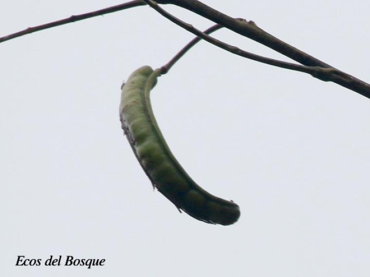 Samanea saman (Cenízaro)