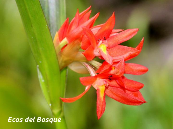 Scaphyglottis imbricata