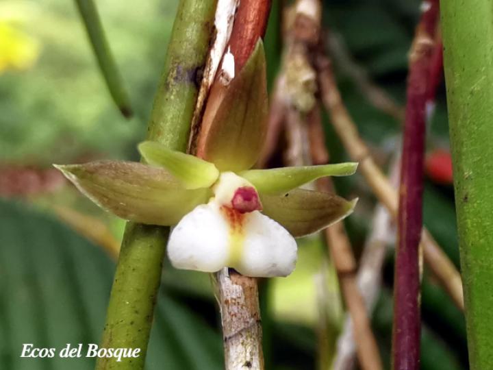 Scaphyglottis subulata