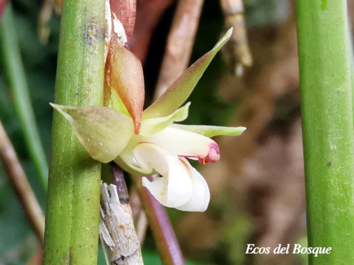 Scaphyglottis subulata
