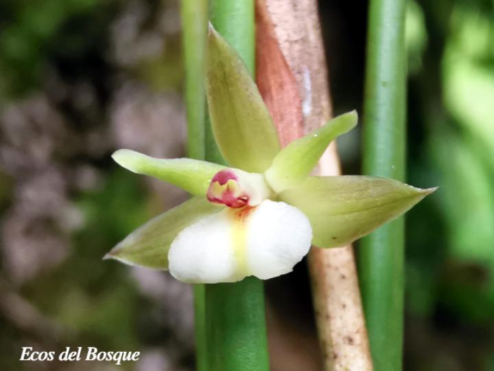 Scaphyglottis subulata