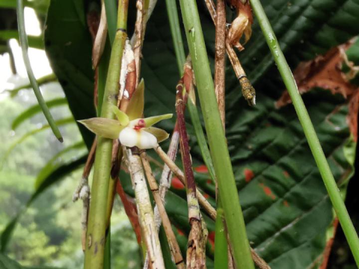 Scaphyglottis subulata