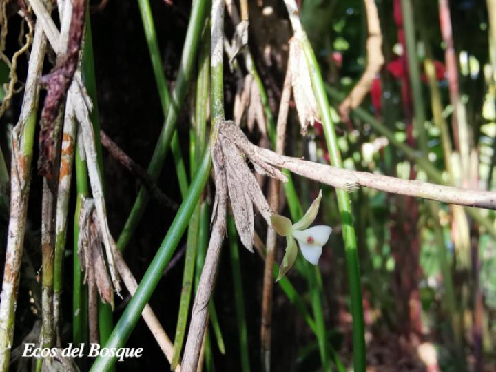 Scaphyglottis subulata
