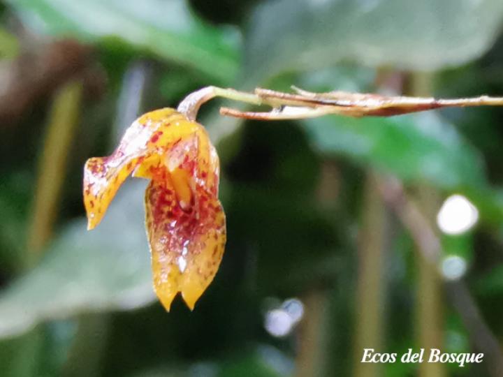 Specklinia tirimbina