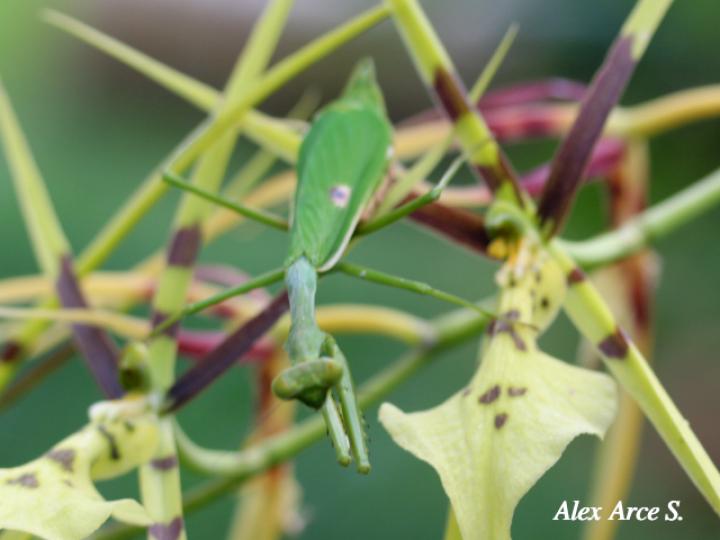Stagmatoptera biocellata (Mantis religiosa)