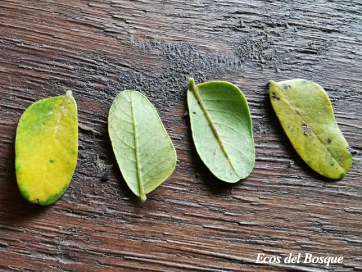 Stryphnodendron microstachyum (Cachá, Gallinazo, Vainillo) Stryphnodendron microstachyum (Cachá, Gallinazo, Vainillo)