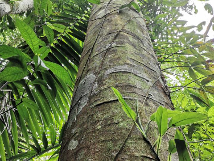 Stryphnodendron microstachyum (Cachá, Gallinazo, Vainillo) Stryphnodendron microstachyum (Cachá, Gallinazo, Vainillo)