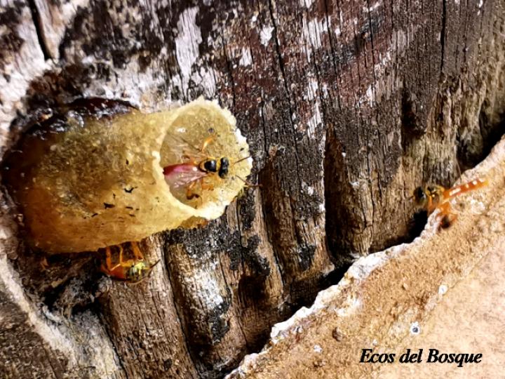 Tetragonisca angustula (Mariolas)