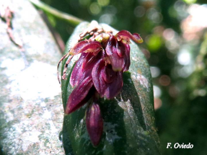 Acianthera decipiens