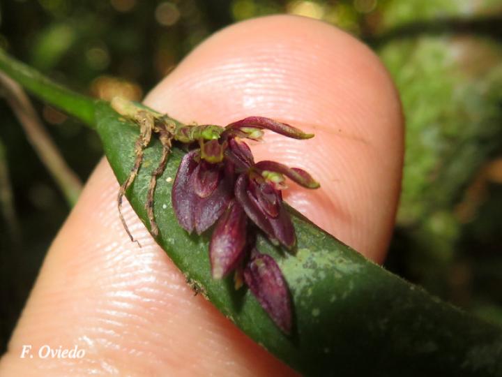 Acianthera decipiens