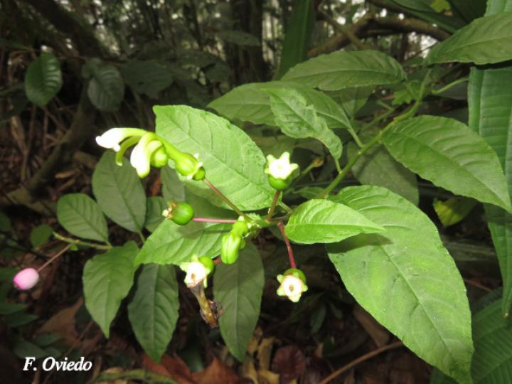 Burmeistera cyclostigmata
