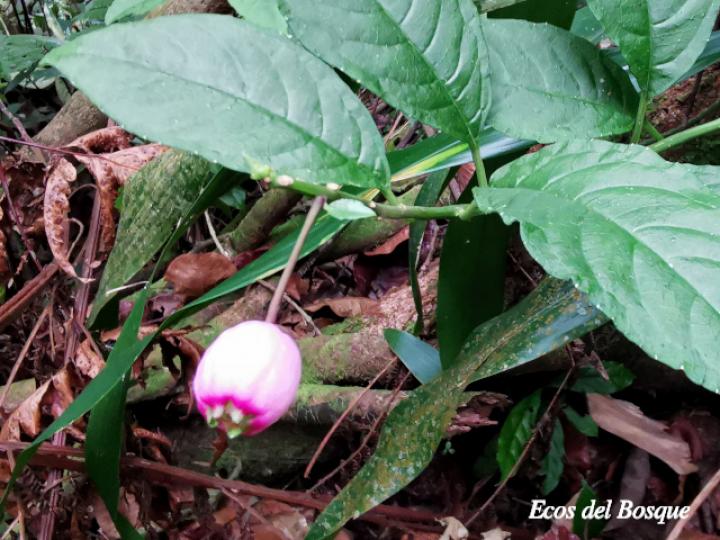 Burmeistera cyclostigmata