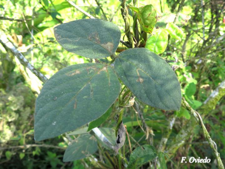 Calopogonium mucunoides