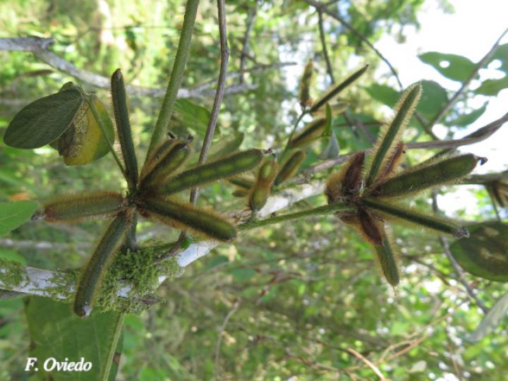 Calopogonium mucunoides