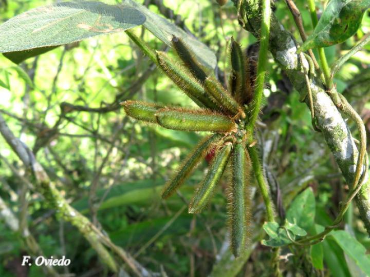 Calopogonium mucunoides