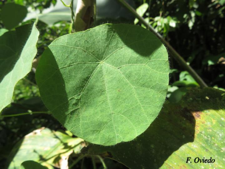 Cissampelos tropaeolifolia