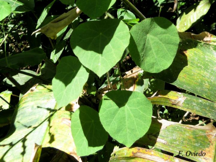 Cissampelos tropaeolifolia