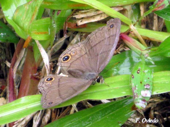 Cissia pompilia (Sátira de llano)
