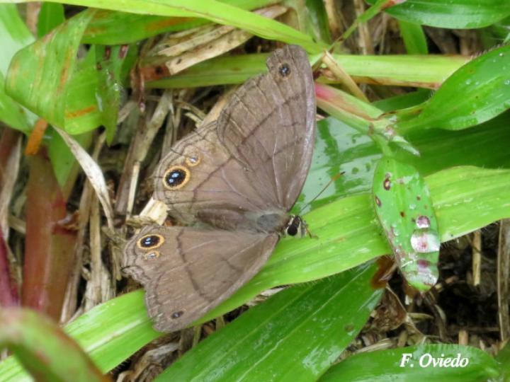 Cissia pompilia (Sátira de llano)